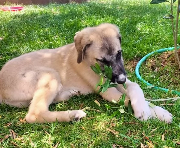 Adozione bellissimo cucciolo simil kangal 3 mesi | Foto 1