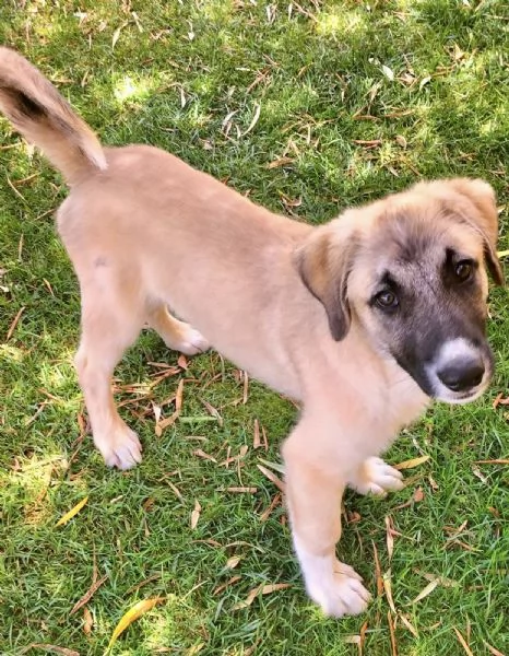 Adozione bellissimo cucciolo simil kangal 3 mesi | Foto 0