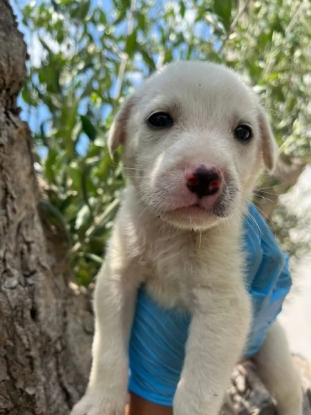 Sei cuccioli taglia mediogrande cercano casa urgentemente | Foto 6
