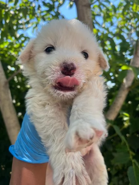 Sei cuccioli taglia mediogrande cercano casa urgentemente | Foto 5