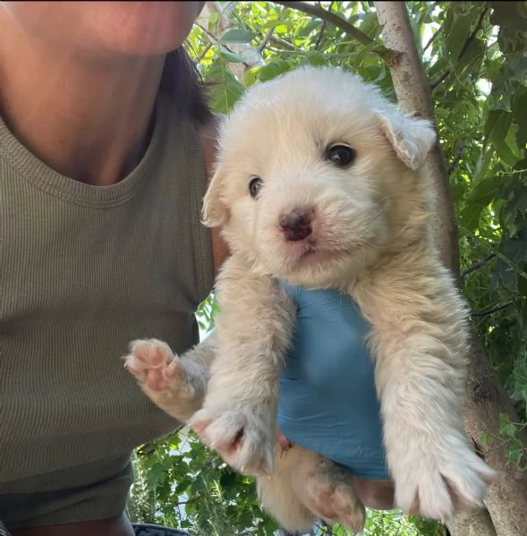 Sei cuccioli taglia mediogrande cercano casa urgentemente | Foto 4