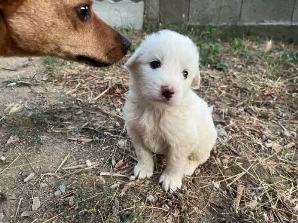 Sei cuccioli taglia mediogrande cercano casa urgentemente | Foto 3