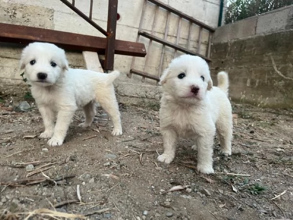 Sei cuccioli taglia mediogrande cercano casa urgentemente | Foto 2