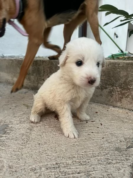 Sei cuccioli taglia mediogrande cercano casa urgentemente