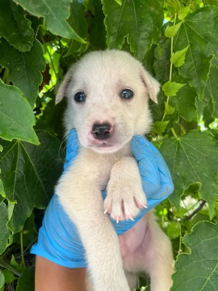 Sei cuccioli taglia mediogrande cercano casa urgentemente | Foto 1