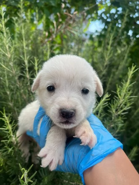Sei cuccioli taglia mediogrande cercano casa urgentemente | Foto 0