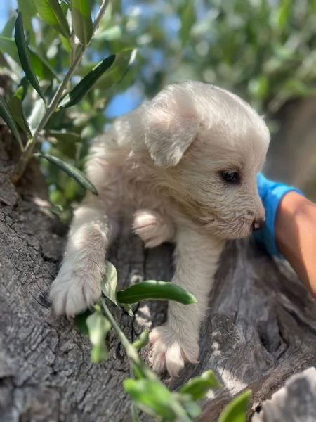Susanna cucciola 1 mese taglia medio grande  | Foto 3