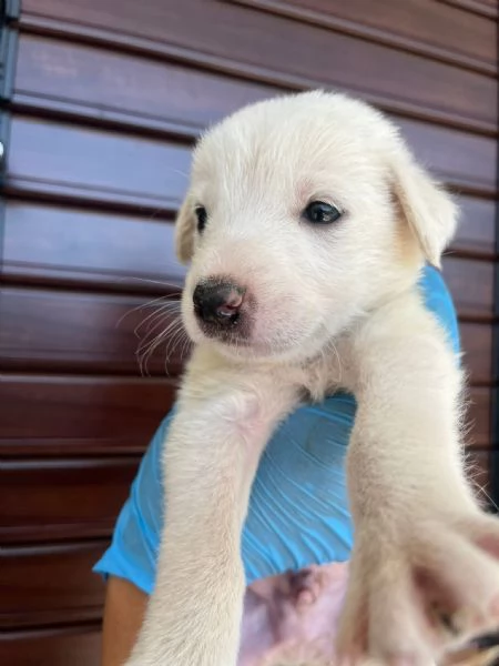 Chase dolce cucciolo 1 mese taglia medio grande  | Foto 1