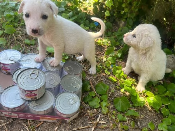 Chase dolce cucciolo 1 mese taglia medio grande  | Foto 0