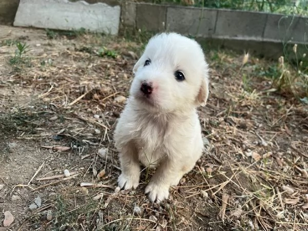 Lello splendido cucciolo 1 mese tg medio grande  | Foto 1