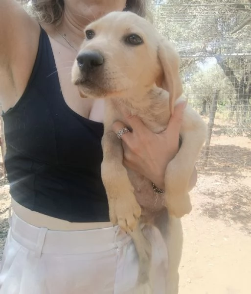 Adozione Timon dolce cucciolo 3 mesi taglia media  | Foto 5