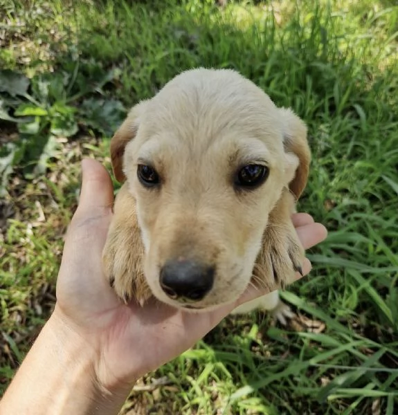 Adozione Timon dolce cucciolo 3 mesi taglia media  | Foto 1