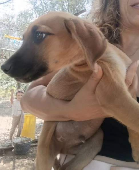Choco splendido cucciolo 3 mesi taglia medio contenuta | Foto 6
