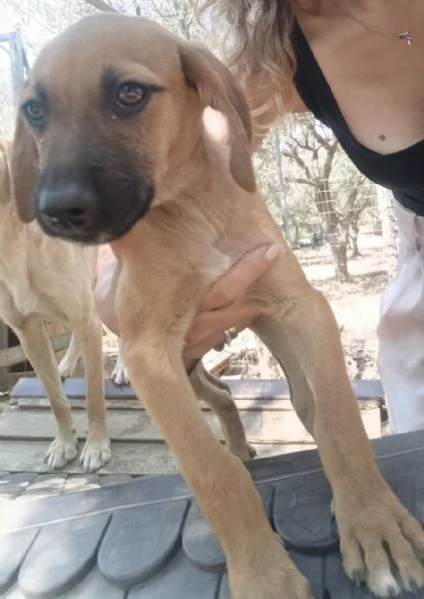 Choco splendido cucciolo 3 mesi taglia medio contenuta | Foto 5