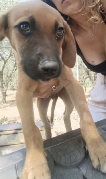 Choco splendido cucciolo 3 mesi taglia medio contenuta | Foto 4