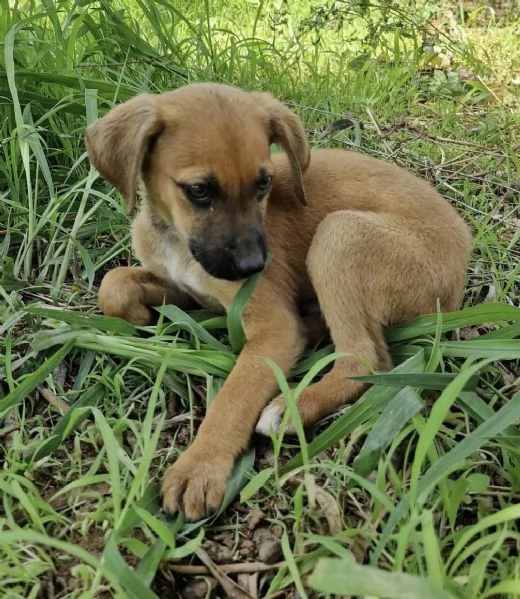 Choco splendido cucciolo 3 mesi taglia medio contenuta | Foto 3