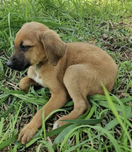 Choco splendido cucciolo 3 mesi taglia medio contenuta | Foto 2