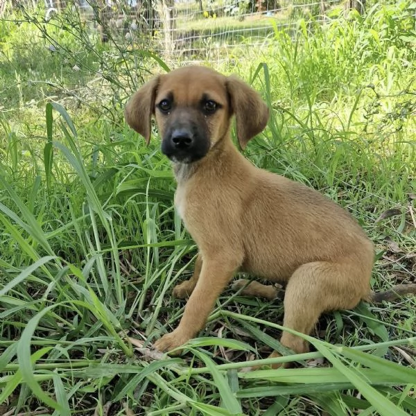 Choco splendido cucciolo 3 mesi taglia medio contenuta