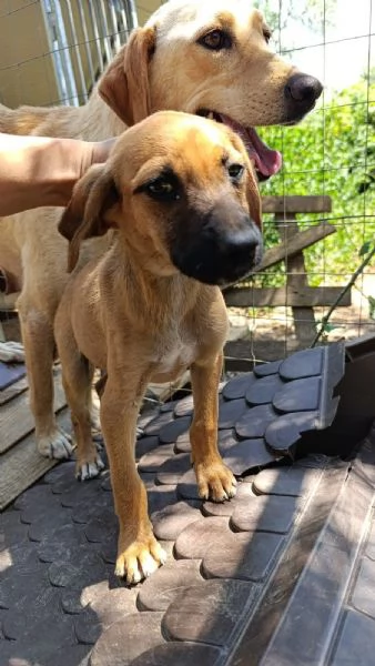 Choco splendido cucciolo 3 mesi taglia medio contenuta | Foto 0