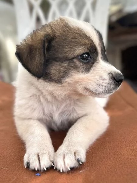 Spirit cucciolino 2 mesi taglia medio piccola cerca casa  | Foto 4