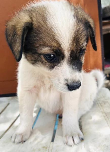 Spirit cucciolino 2 mesi taglia medio piccola cerca casa  | Foto 3