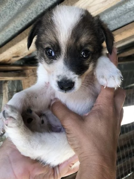 Spirit cucciolino 2 mesi taglia medio piccola cerca casa  | Foto 2