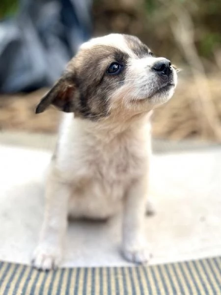 Spirit cucciolino 2 mesi taglia medio piccola cerca casa  | Foto 1