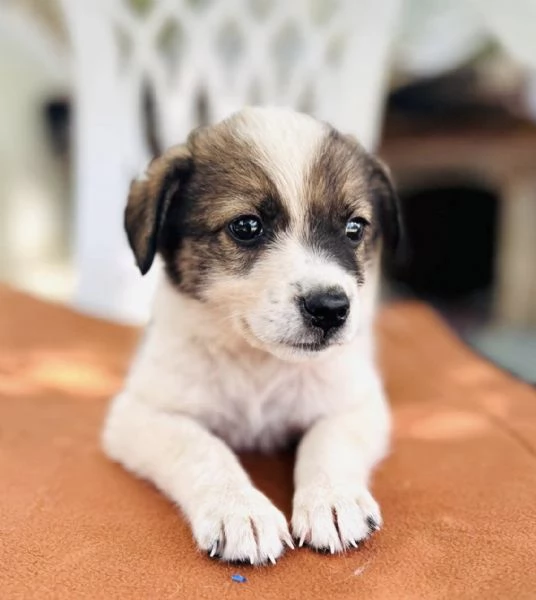 Spirit cucciolino 2 mesi taglia medio piccola cerca casa  | Foto 0