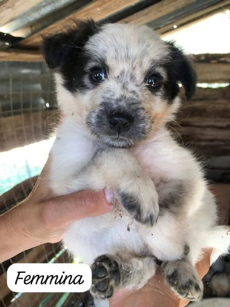 Pois dolce cucciola 2 mesi taglia medio piccola  | Foto 1