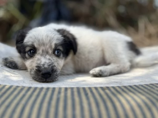 Pois dolce cucciola 2 mesi taglia medio piccola  | Foto 0