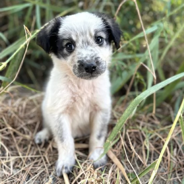 Pois dolce cucciola 2 mesi taglia medio piccola 
