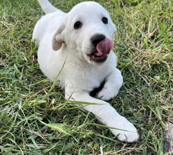 Apriamo il box di Rubble cucciolo di 2 mesi | Foto 3