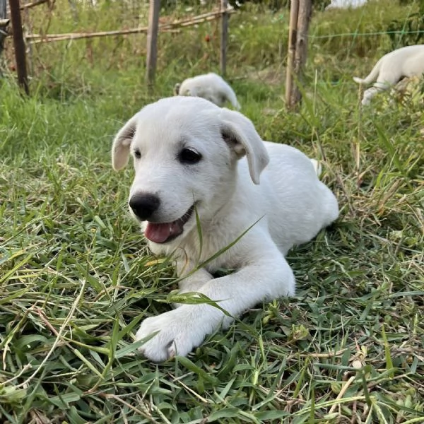 Apriamo il box di Rubble cucciolo di 2 mesi | Foto 1