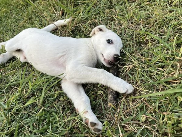 Apriamo il box di Rubble cucciolo di 2 mesi | Foto 0