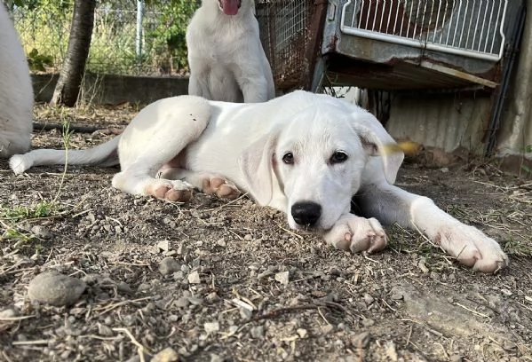 Adozione Chase dolce cucciolo di 3 mesi taglia medio grande  | Foto 1