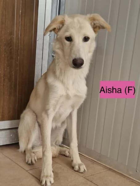 Cinque cuccioli di 5 mesi tg media in attesa di amore  | Foto 2