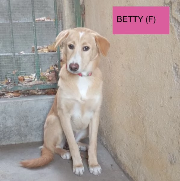 Cinque cuccioli di 5 mesi tg media in attesa di amore  | Foto 1