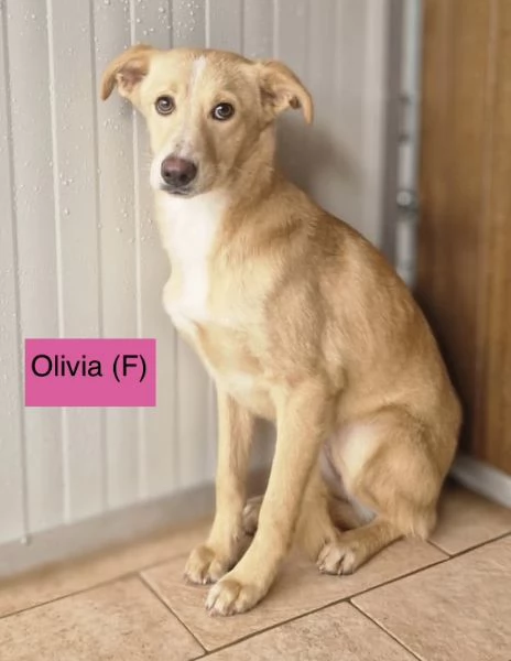 Cinque cuccioli di 5 mesi tg media in attesa di amore  | Foto 0