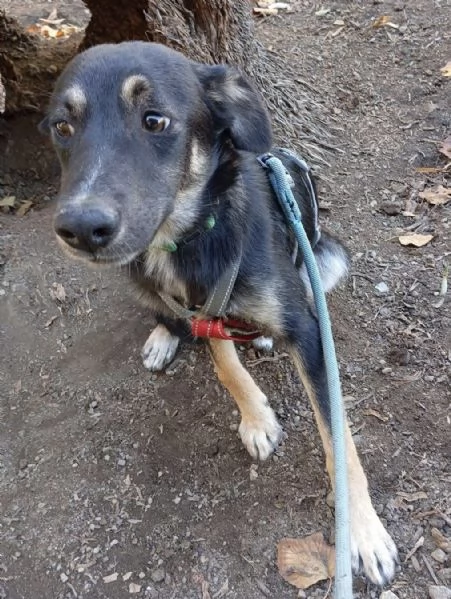 Freddy dolce cucciolo 5 mesi taglia media  | Foto 3