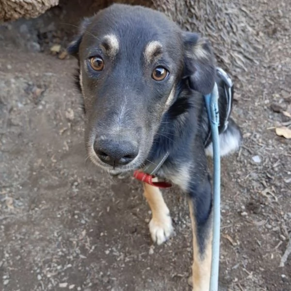 Freddy dolce cucciolo 5 mesi taglia media