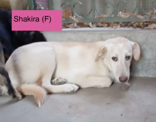 Shakira dolce cucciola color miele | Foto 2