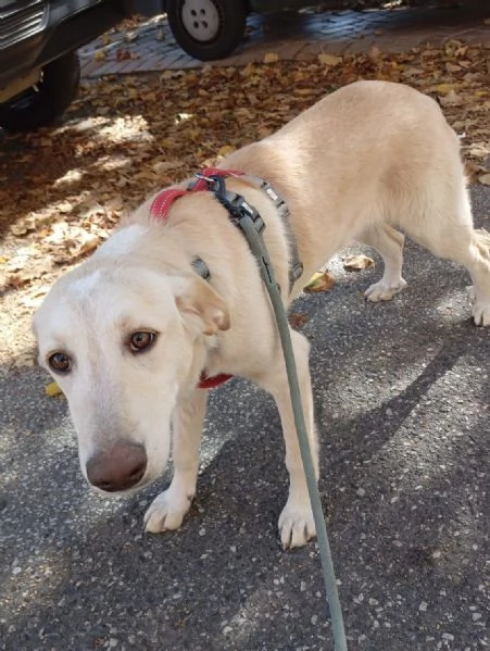 Shakira dolce cucciola color miele | Foto 1