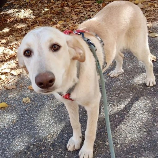 Shakira dolce cucciola color miele