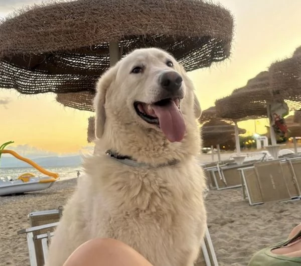 Tony dolce Angelo di 4 anni rinchiuso in un recinto | Foto 3