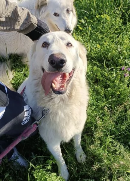 Tony dolce Angelo di 4 anni rinchiuso in un recinto