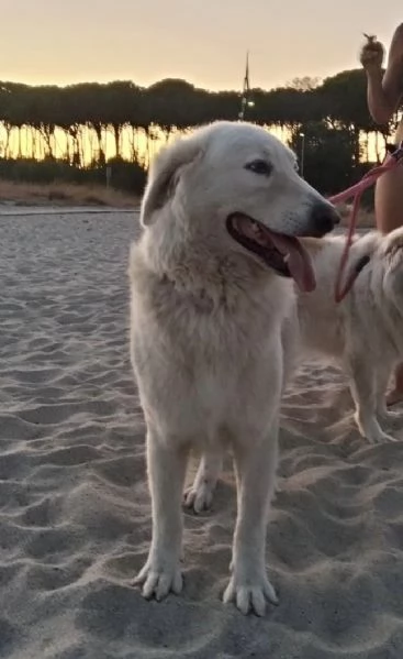 Tony dolce Angelo di 4 anni rinchiuso in un recinto | Foto 1