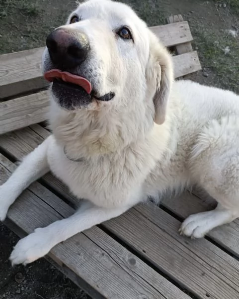 Tony dolce Angelo di 4 anni rinchiuso in un recinto | Foto 0