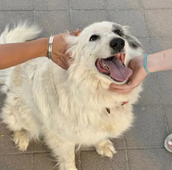 Titty e tony due splendidi angeli reclusi in box  | Foto 5