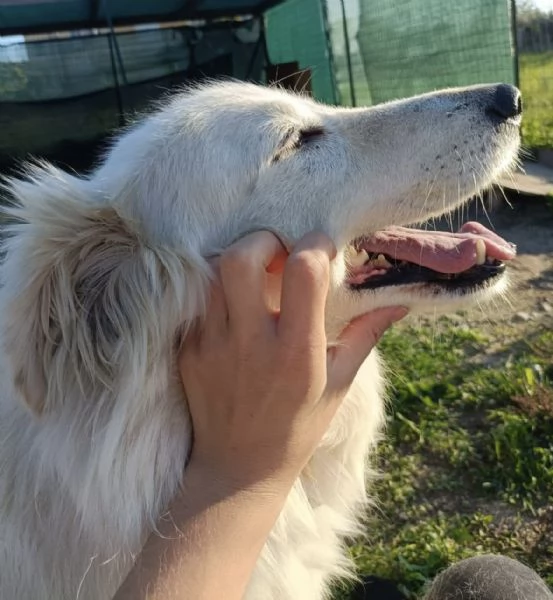 Titty e tony due splendidi angeli reclusi in box  | Foto 4