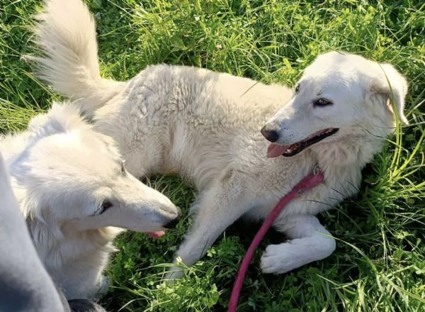 Titty e tony due splendidi angeli reclusi in box  | Foto 3